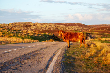 Scottish cattle in the highlands