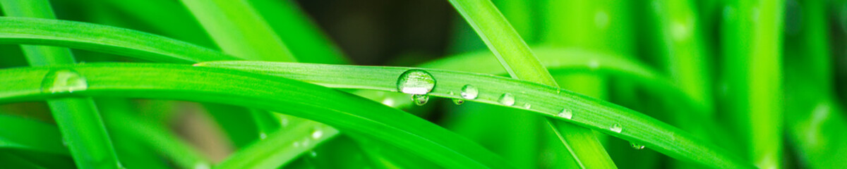 Green background with grass. Water drops on the green grass. Drop of dew in morning on a leaf....