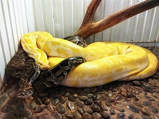 python