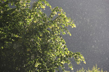 Haselnussstrauch bei Sonne und Regen