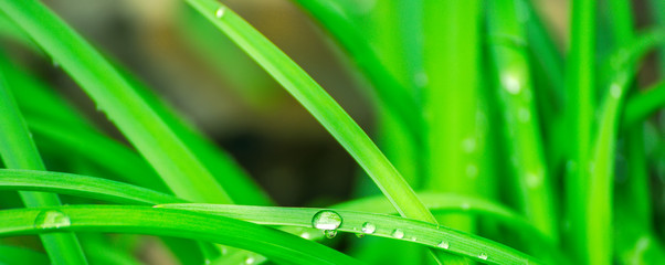 Naklejka premium Green background with grass. Water drops on the green grass. Drop of dew in morning on a leaf. Banner, header for web design.