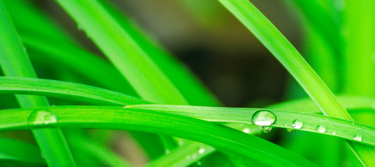 Green background with grass. Water drops on the green grass. Drop of dew in morning on a leaf. Banner, header for web design.