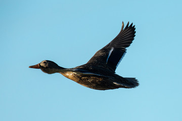 wild duck flying in the wild