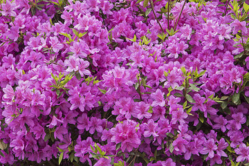 Obraz premium Beautiful rhododendron purple flowers in full bloom in spring, soft focus