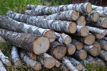 Brzoza (Betula) - ścięte drzewa, kłody - obrazy, fototapety, plakaty