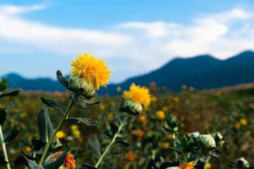 beautiful yellow safflowe in nature background, Carthamus tinctorius