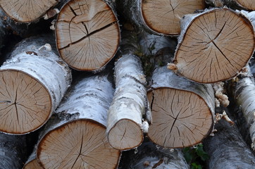 Brzoza (Betula) - ścięte drzewa, kłody - obrazy, fototapety, plakaty