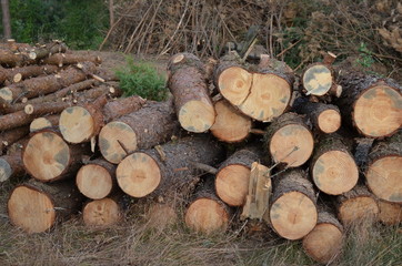 Kłody sosnowe, ścięte drewno w lesie