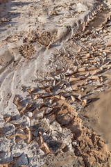Tracks in the mud