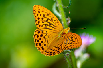 Argynnis paphia thistle and green background
