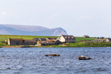 Seals in the Loch Stenness