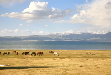 Fototapeta na wymiar The horse in a large meadow at Song kul lake , Naryn of Kyrgyzstan