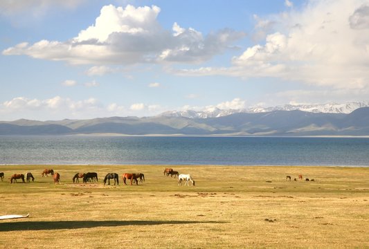 The horse  in a large meadow at Song kul lake ,  Naryn of Kyrgyzstan