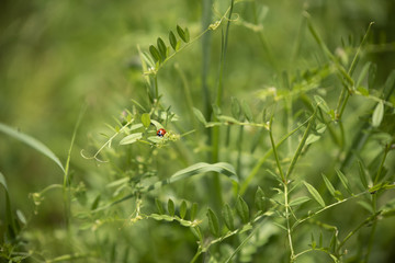 Ladybug on the leaf