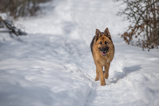 German shepperd dog walking in the snow