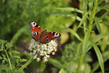 Beautiful butterfly in the wild, close-up 