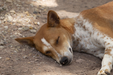 dog Sleeping and take some rest