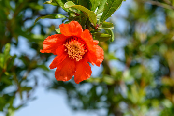 Pomegranate flowers on green leaves background