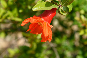 Pomegranate flowers on green leaves background