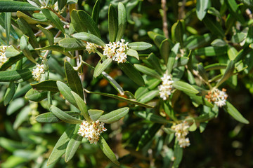 Blossoming olive tree branch