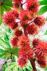 Castor oil plant Ricinus