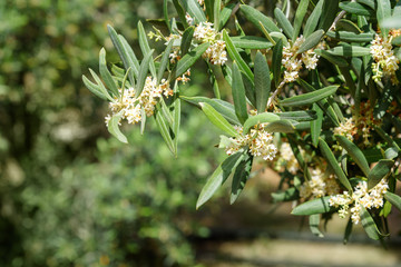 Blossoming olive tree branch