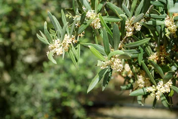 Foto op Plexiglas Olijfboom Blossoming olive tree branch