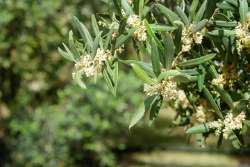 Crédence de cuisine en verre imprimé Olivier Blossoming olive tree branch