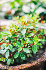 Green leaf background