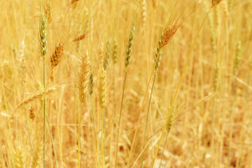 Fields of wheat