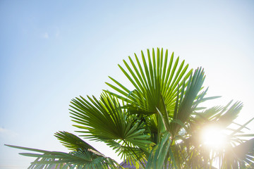 Tropical background Palm leaves against the sky Bright sunny colors Copy space Selective focus