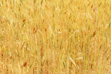 Fields of wheat