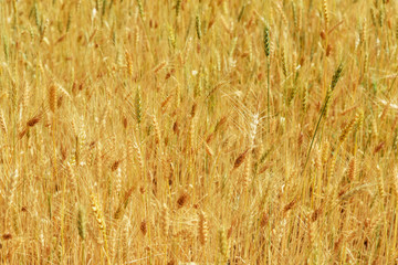 Fields of wheat