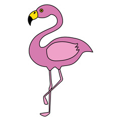 exotic bird flamingo natural