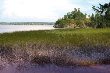 Forest lake under blue sky in the reeds in the forest.