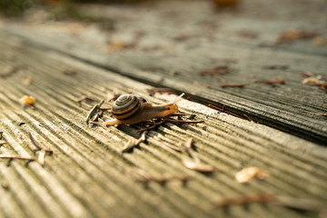 Schnecke im Sonnenstrahl