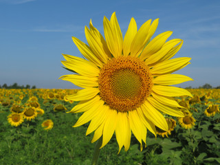 Blooming sunflower on clear blue sky background. Sunflowers field in sunny day, picturesque summer landscape