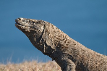 dragon de Komodo