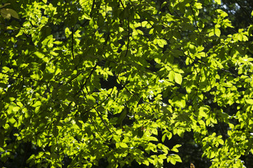 Green tree leaves illuminated by the sun, the leaves through the sun's rays. Beautiful natural background flora