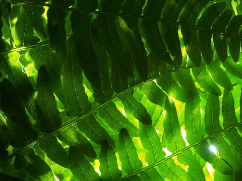 Background picture of fern leaves. The leaves of the plant to the light.