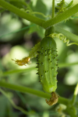 Small and large cucumbers growing in the garden on a special grid, flowering vegetables, harvest