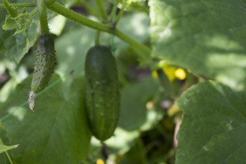 Small and large cucumbers growing in the garden on a special grid, flowering vegetables, harvest
