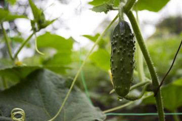Small and large cucumbers growing in the garden on a special grid, flowering vegetables, harvest