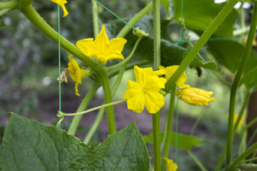 Flowering of cucumbers in the garden, a beautiful small yellow flowers of vegetables. Gardening