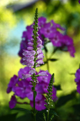 Physostegia against the background of a phlox./Inflorescences of a physostegia and inflorescence of a phlox paniculata in purple tones one behind others.