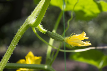 Flowering of cucumbers in the garden, a beautiful small yellow flowers of vegetables. Gardening