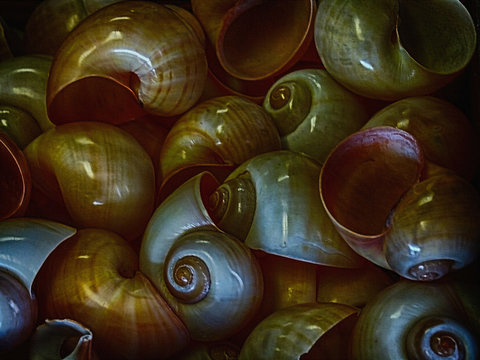 Moon shells