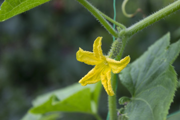 Flowering of cucumbers in the garden, a beautiful small yellow flowers of vegetables. Gardening