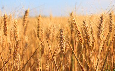 golden Wheat closeup