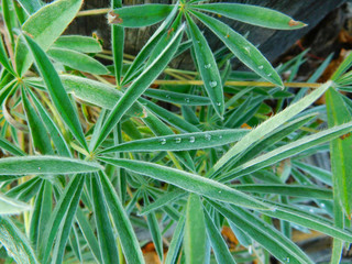 Raindrops in a row on a Yukon Lupine leaf.
